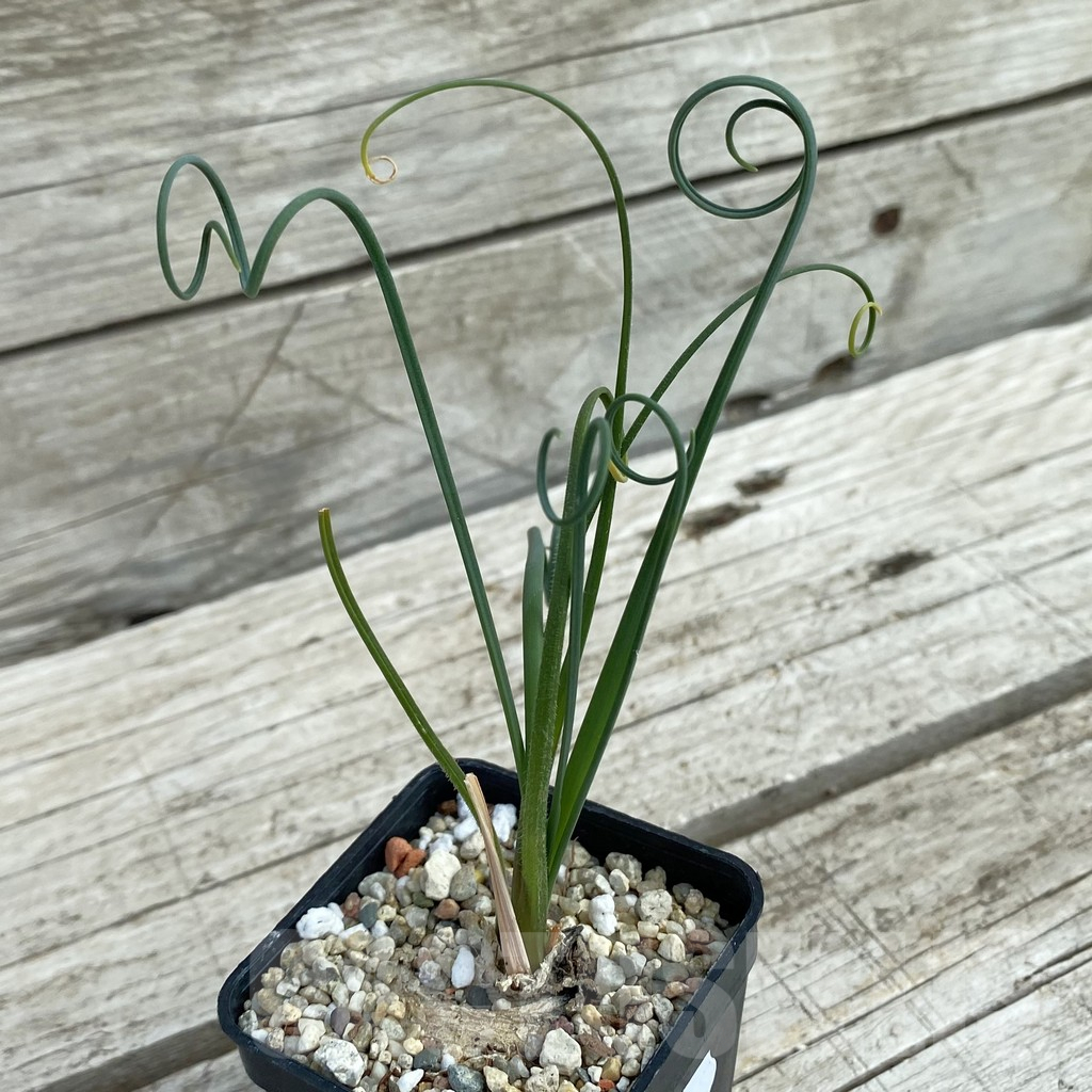 SH7791 Albuca spiralis