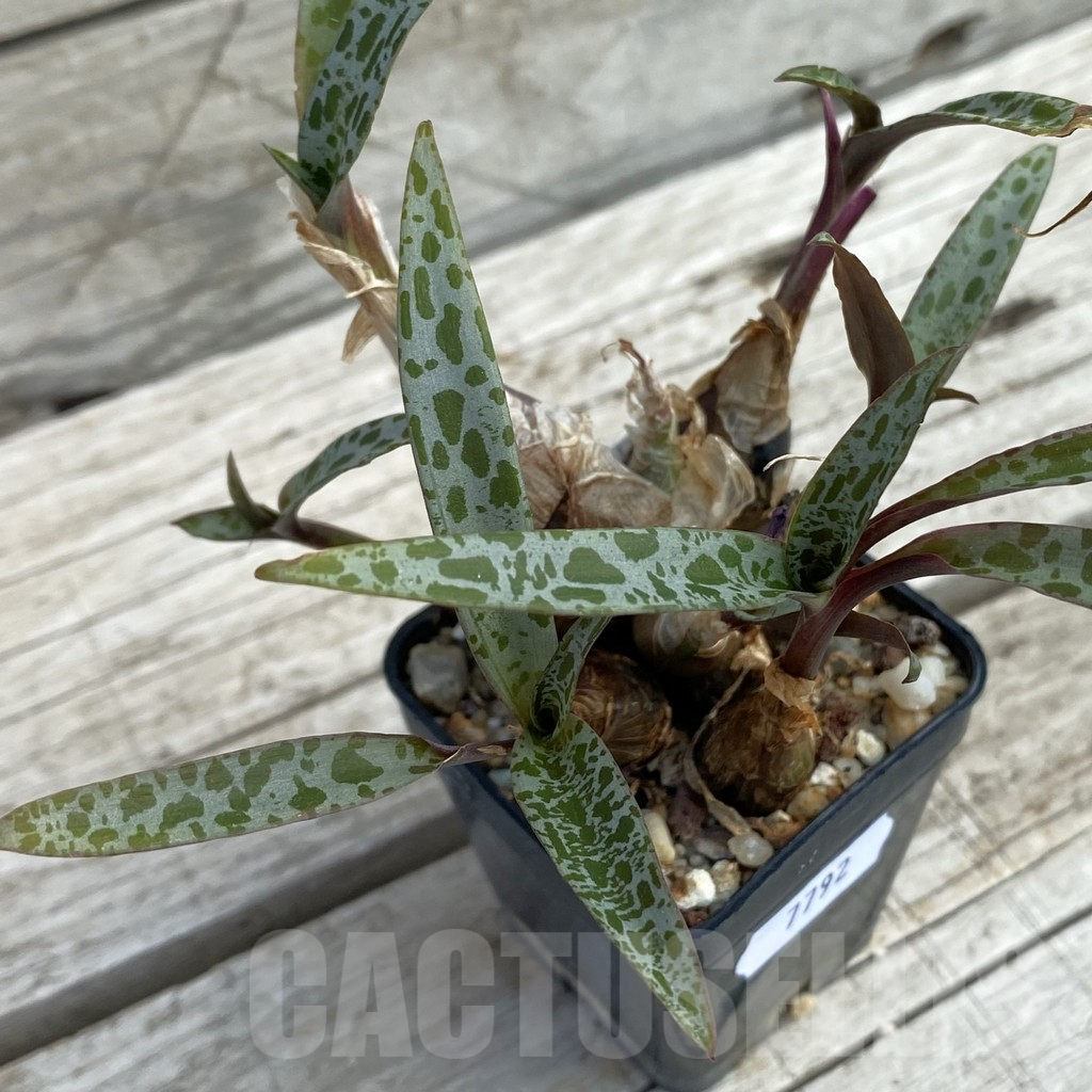 SH7792 Ledebouria socialis
