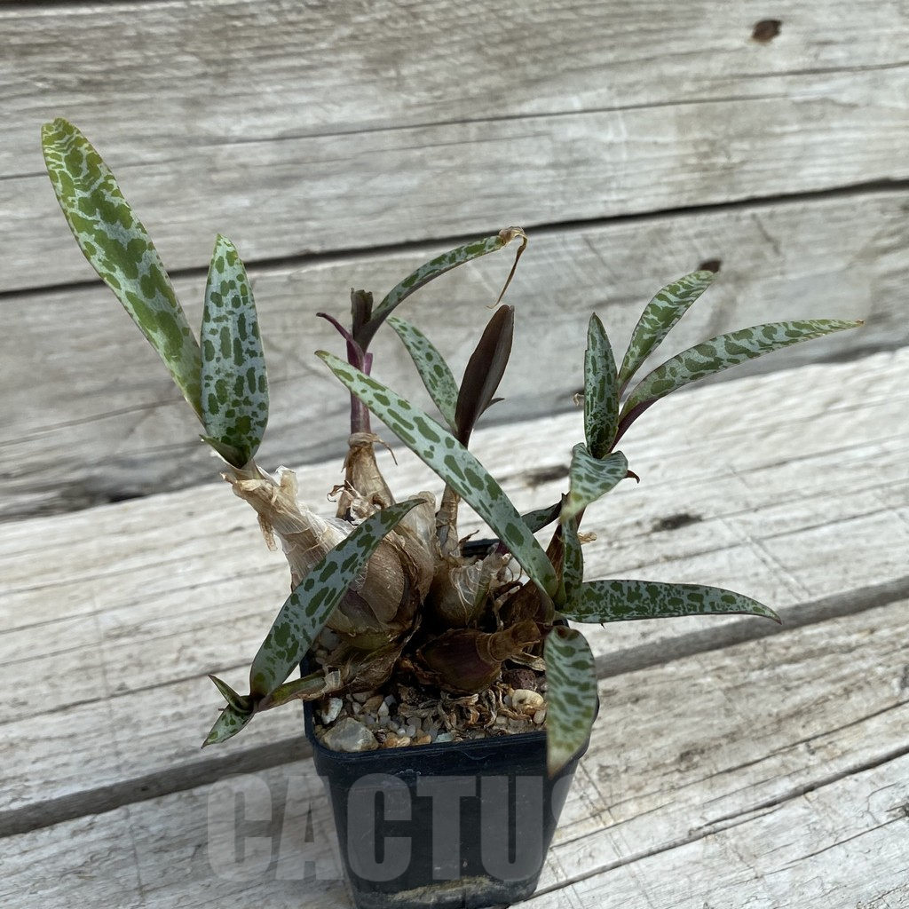 SH7792 Ledebouria socialis - Image 2
