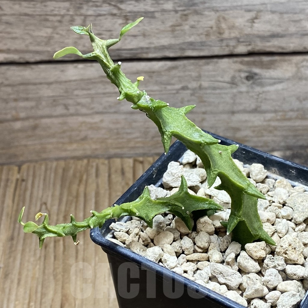 SH7793 Ceropegia simoneae ‘Green Form’, 2 plants - Image 2