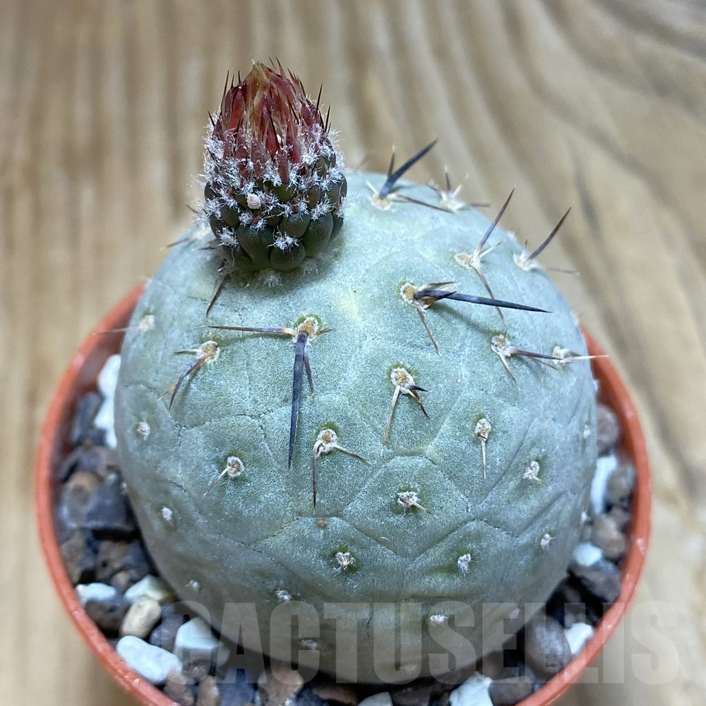 SH7811 Tephrocactus geometricus