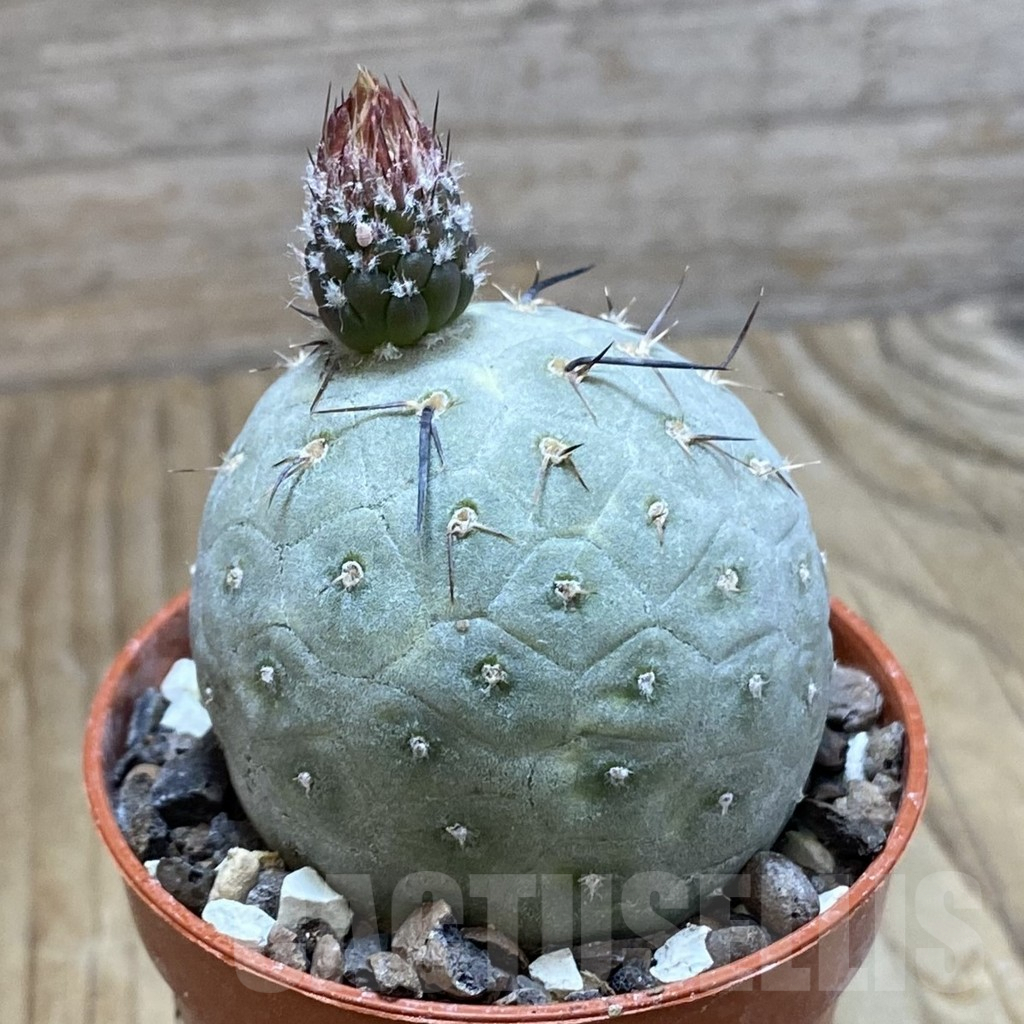 SH7811 Tephrocactus geometricus - Image 2