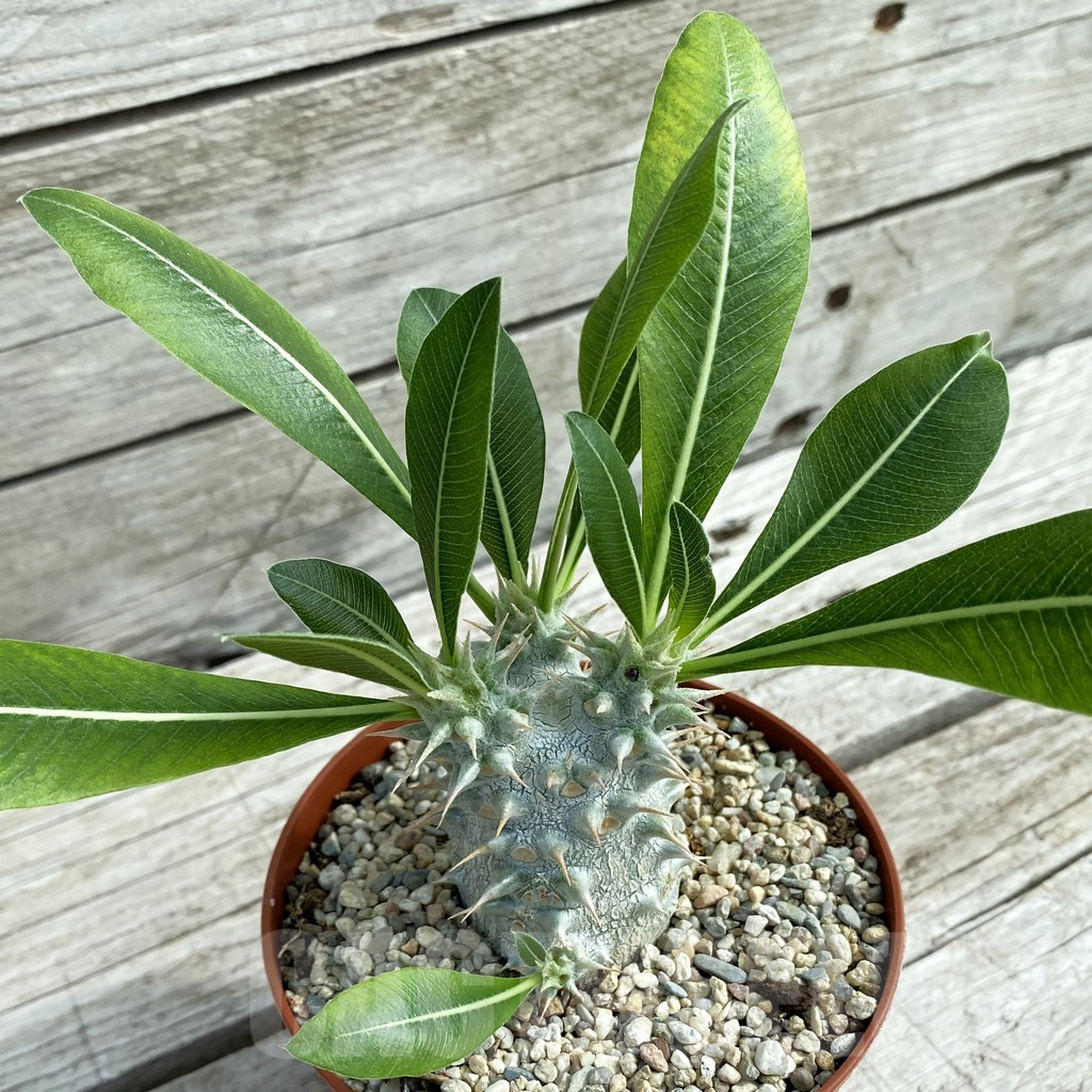 SH7814 Pachypodium horombense