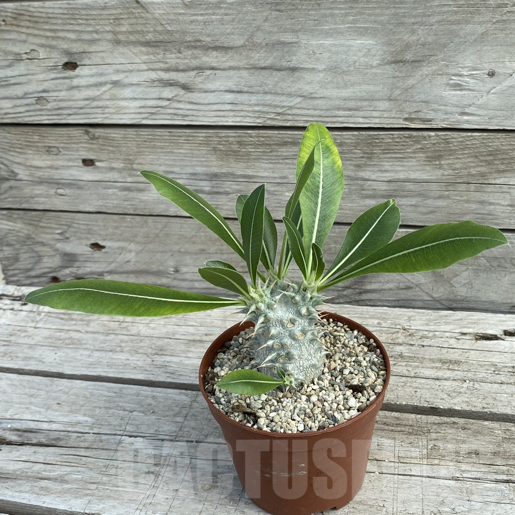 SH7814 Pachypodium horombense - Image 2