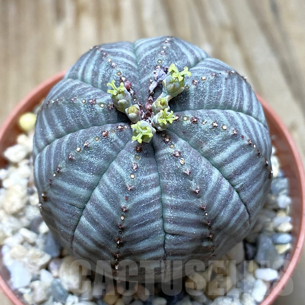 SET239 Euphorbia obesa ♀ ♂, 2 plants