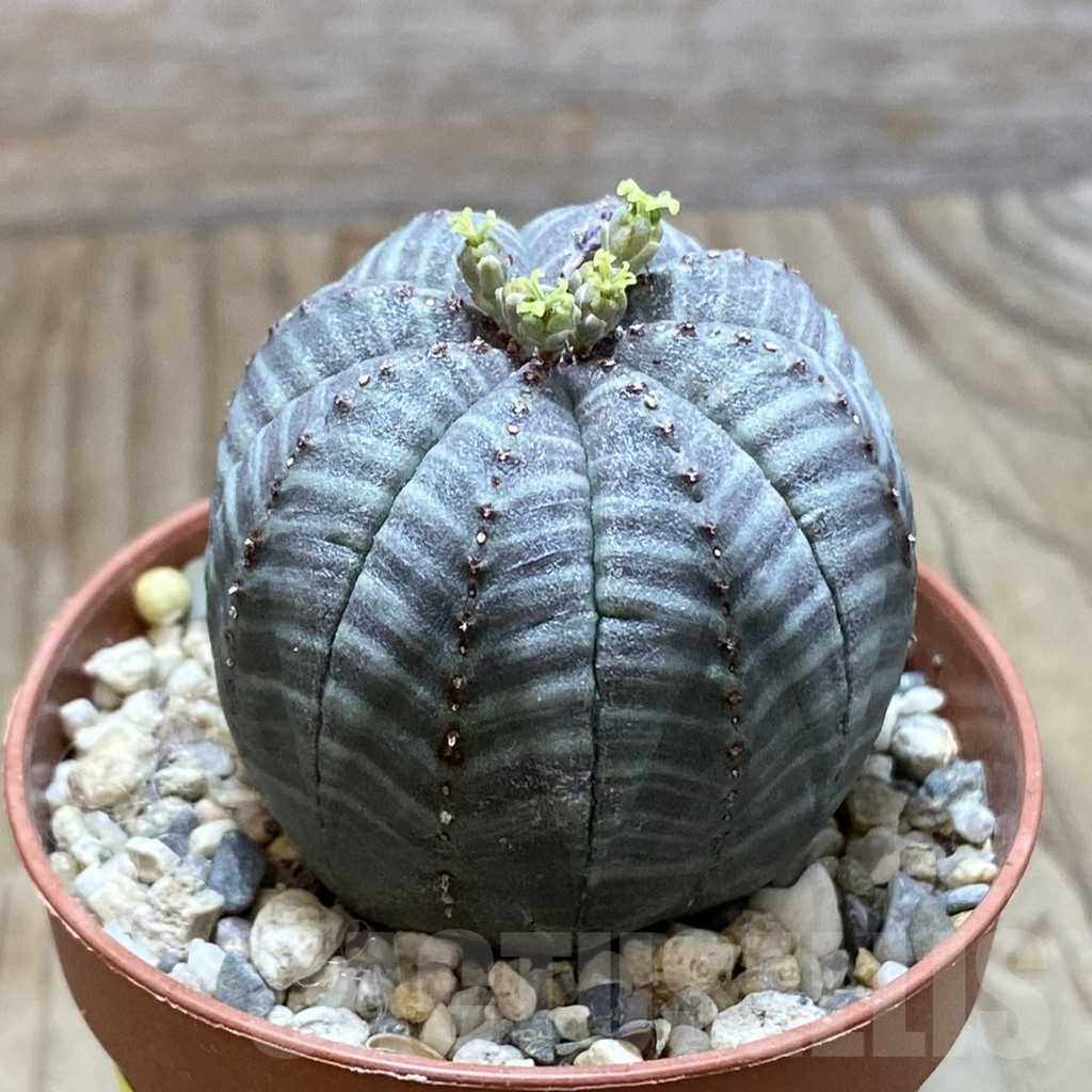 SET239 Euphorbia obesa ♀ ♂, 2 plants - Image 2