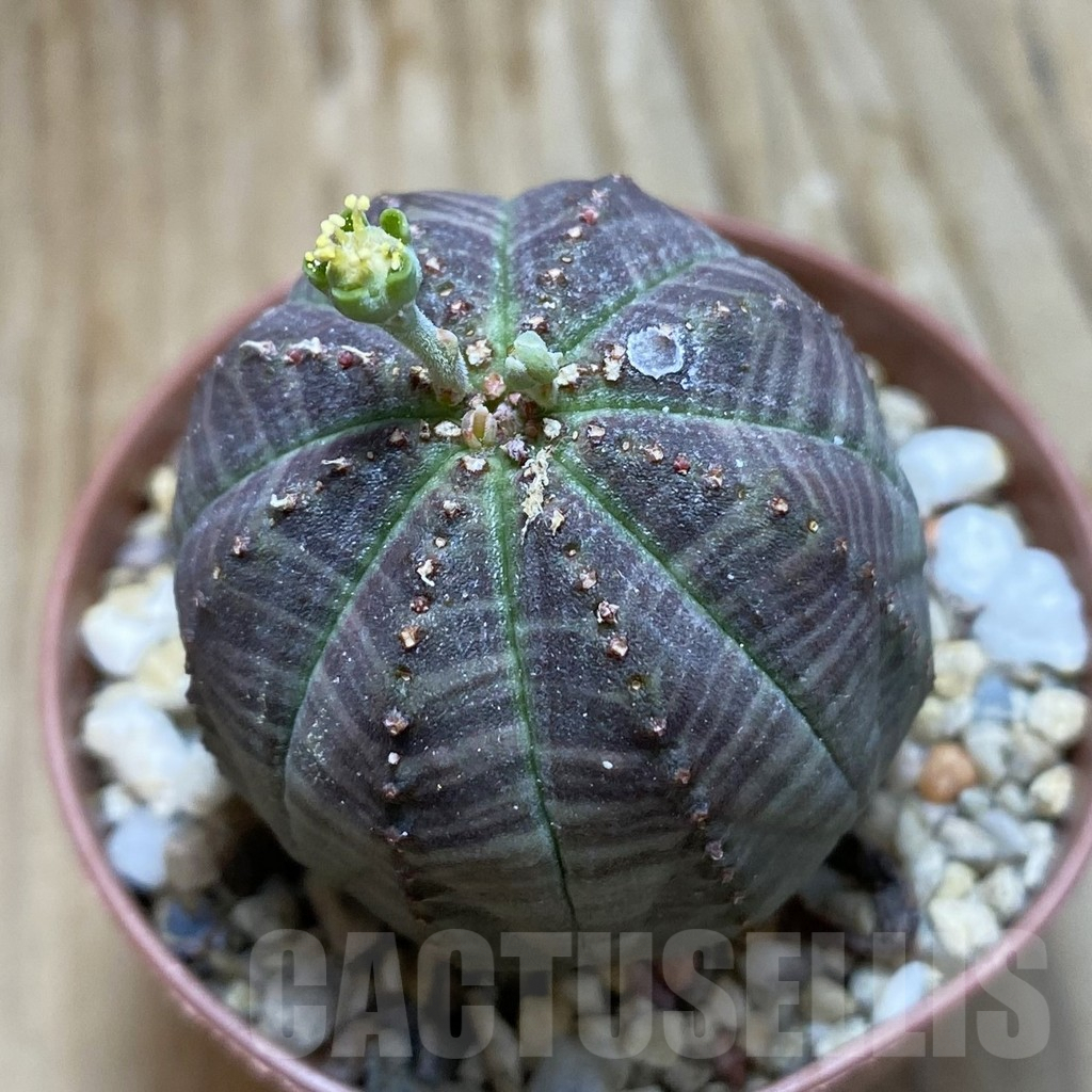 SET239 Euphorbia obesa ♀ ♂, 2 plants - Image 3