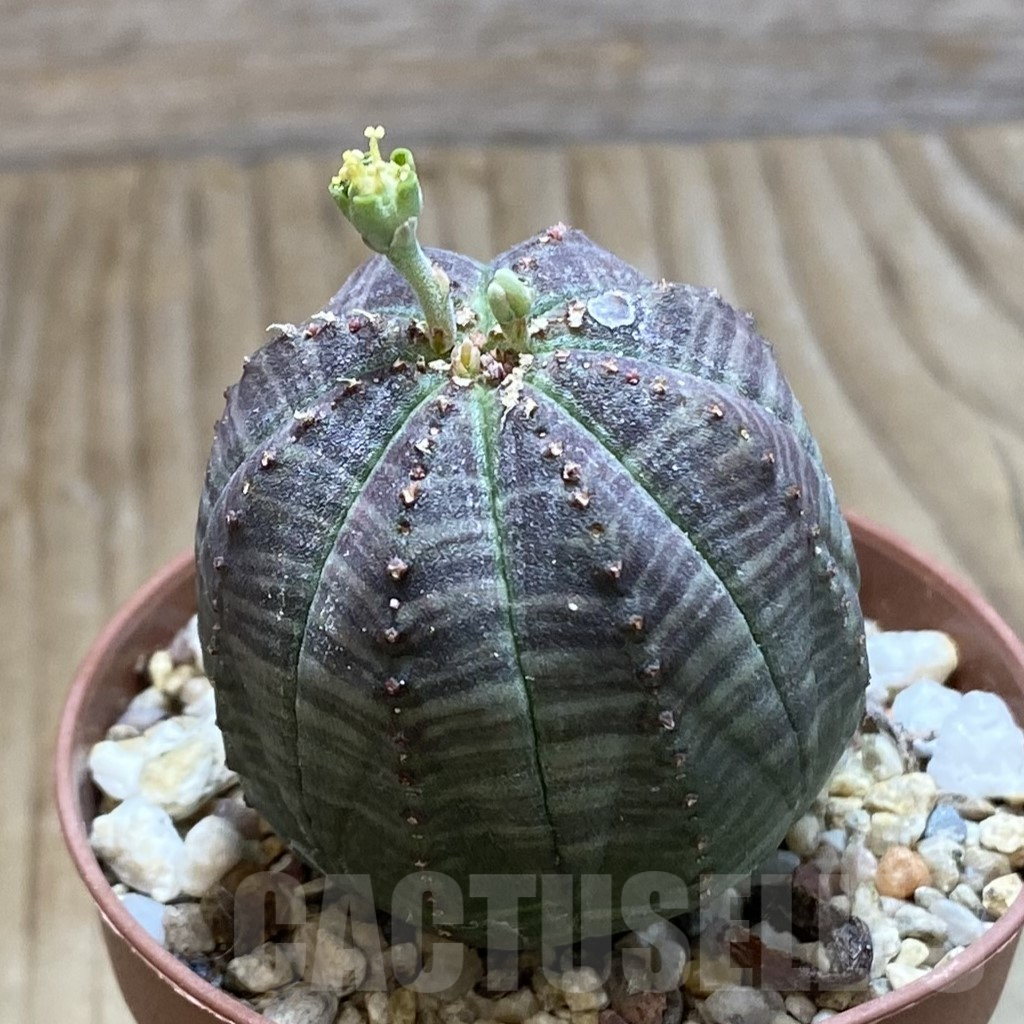 SET239 Euphorbia obesa ♀ ♂, 2 plants - Image 4