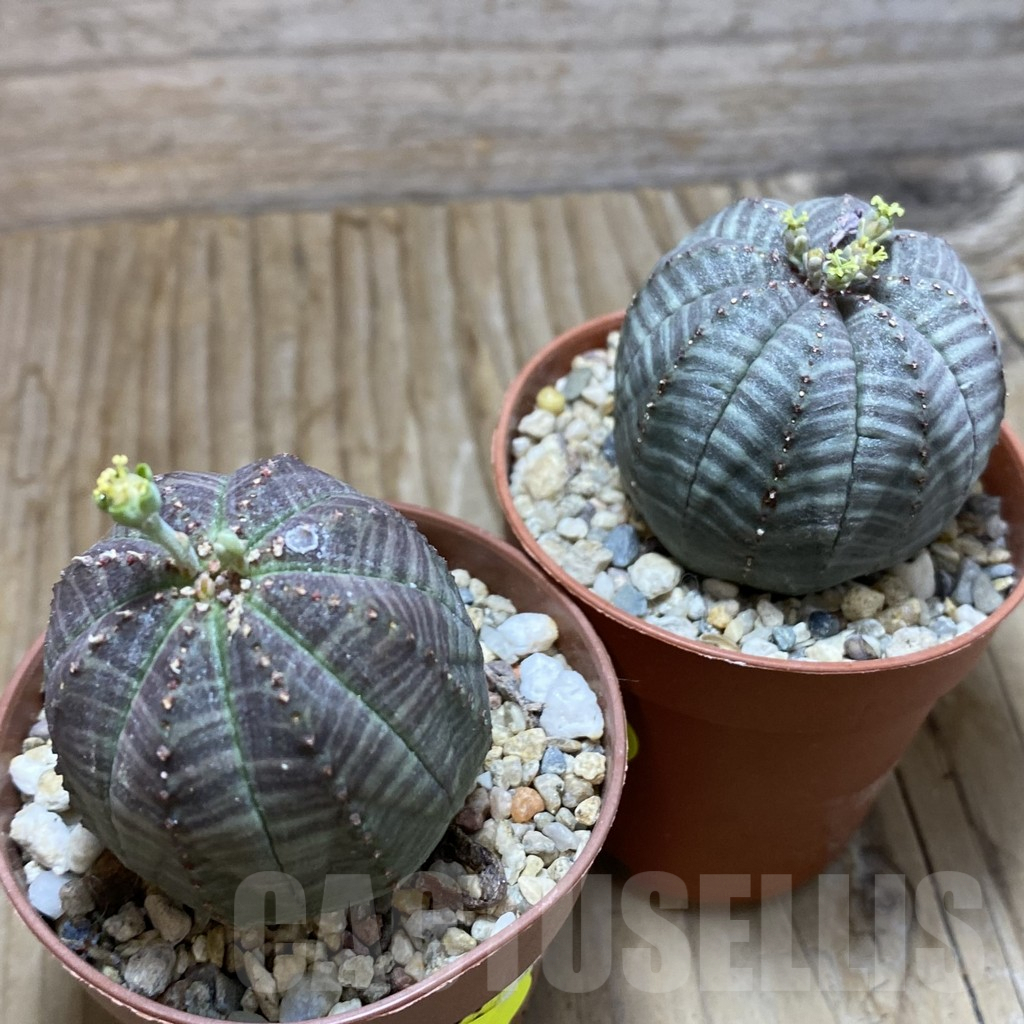 SET239 Euphorbia obesa ♀ ♂, 2 plants - Image 5