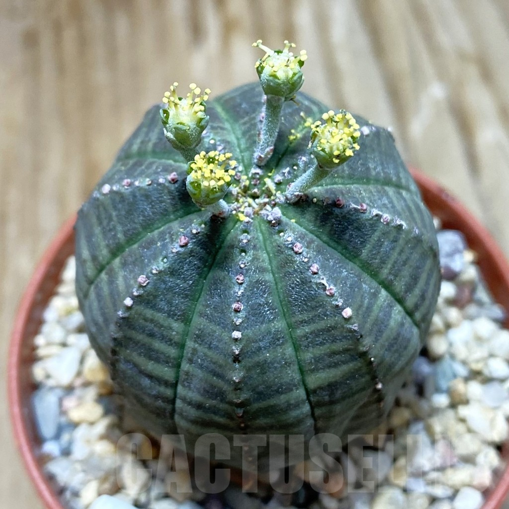 SET240 Euphorbia obesa ♀ ♂, 2 plants - Image 4