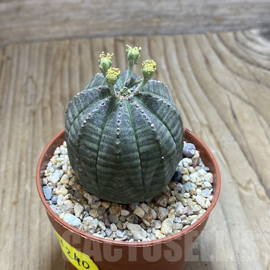 SET240 Euphorbia obesa ♀ ♂, 2 plants - Image 3