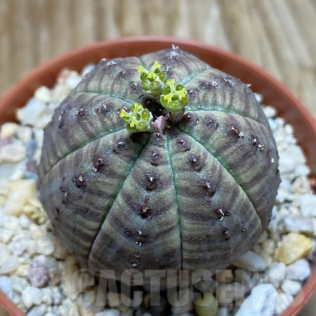 SET240 Euphorbia obesa ♀ ♂, 2 plants