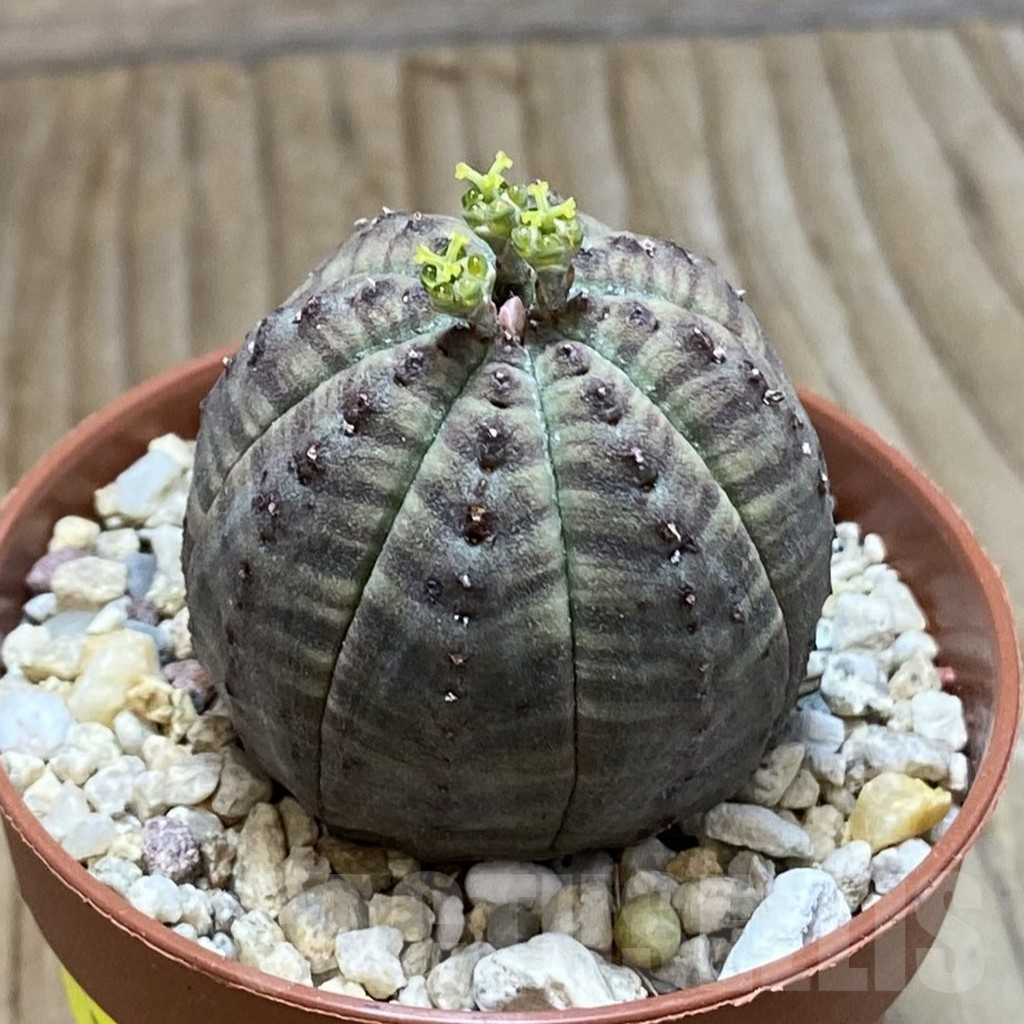 SET240 Euphorbia obesa ♀ ♂, 2 plants - Image 2
