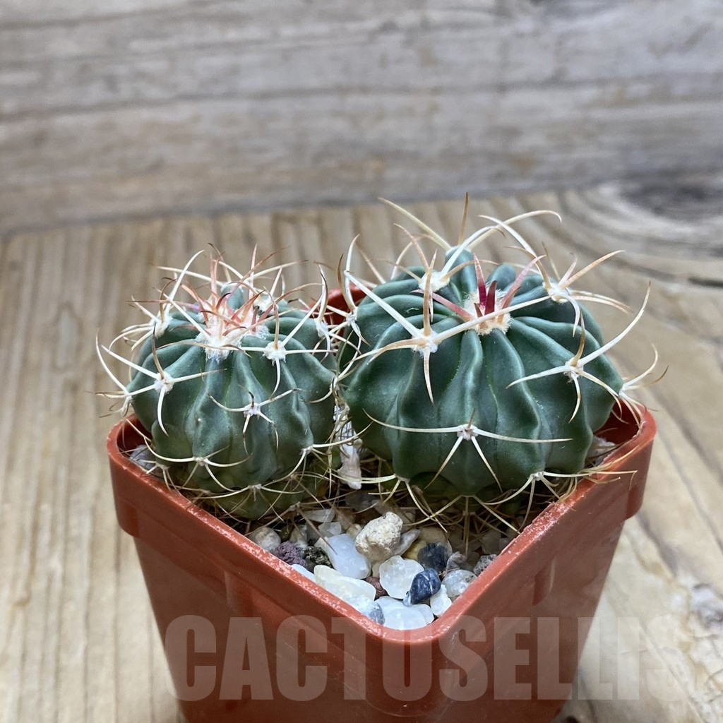 SH7755 Echinocactus texensis, 2 plants - Image 2