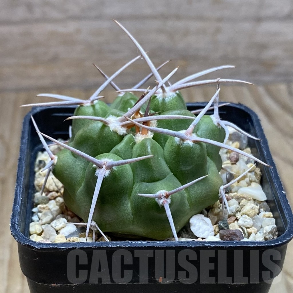 SH7747 Gymnocalycium mostii v. miradorense VG 463 - Image 2