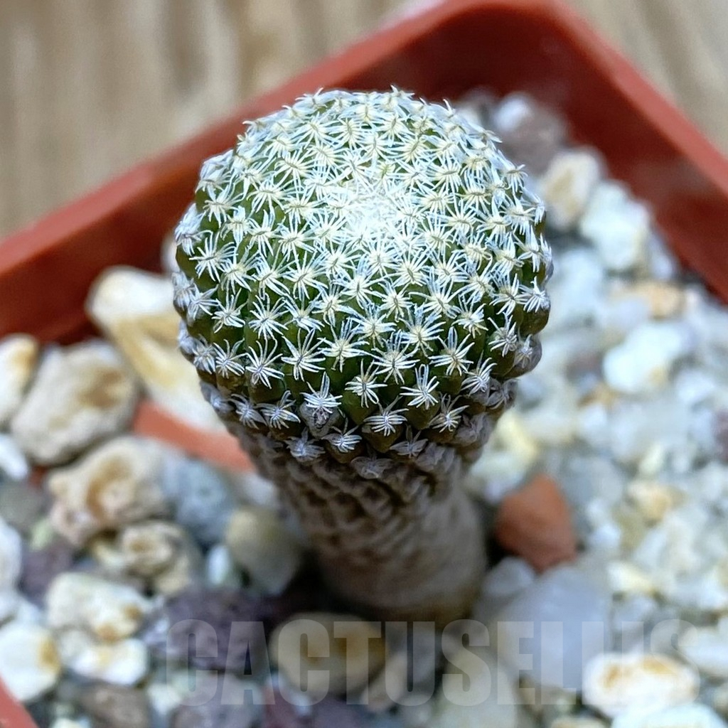 SH7762 Pelecyphora strobiliformis