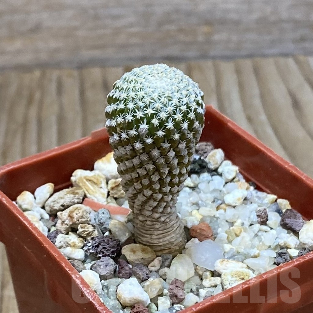 SH7762 Pelecyphora strobiliformis - Image 2
