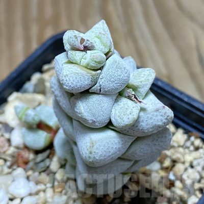 SH7770 Crassula deceptor