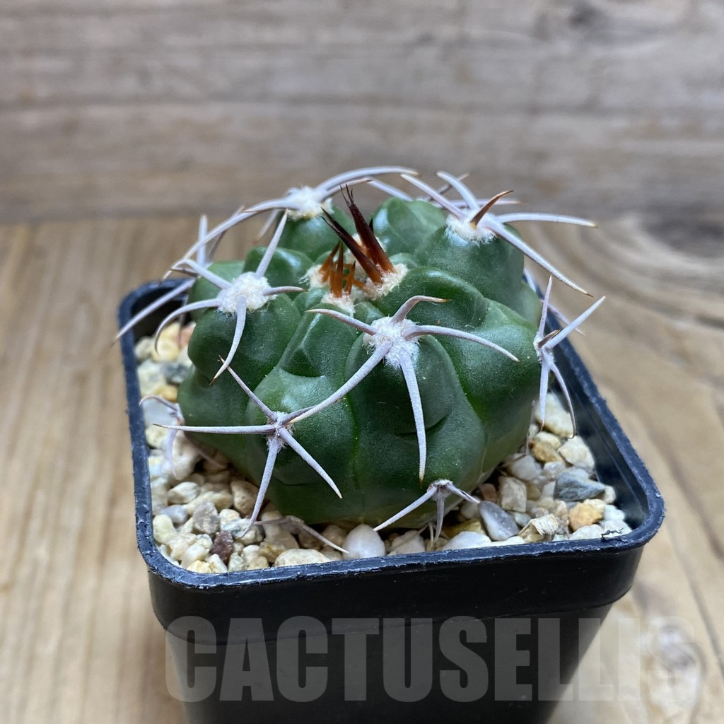 SH7748 Gymnocalycium mostii v. miradorense VG 463 - Image 2
