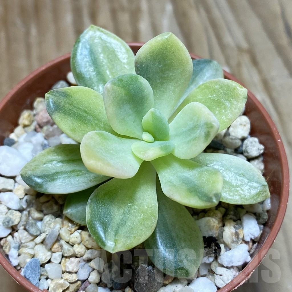 SH7771 Sedeveria f. variegata