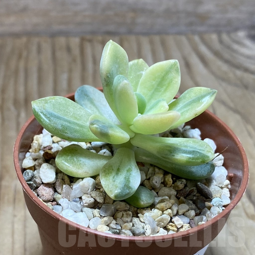 SH7771 Sedeveria f. variegata - Image 2