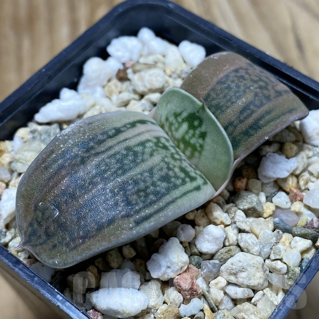 SH7777 Gasteria hybrid
