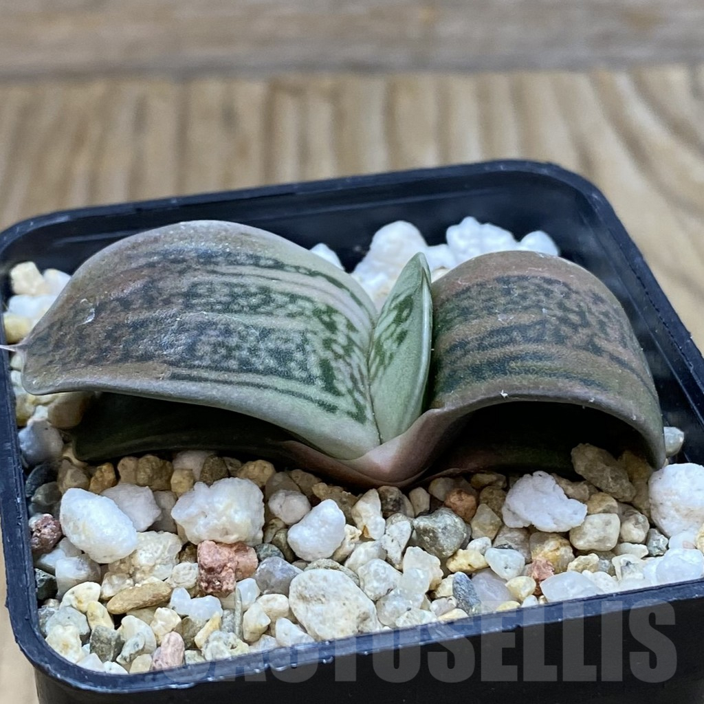 SH7777 Gasteria hybrid - Image 2