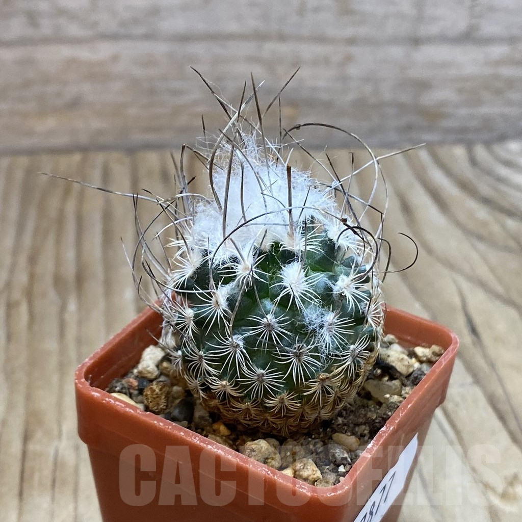SH7877 Turbinicarpus dickisoniae - Image 2