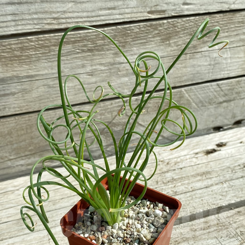 SH7906 Albuca spiralis