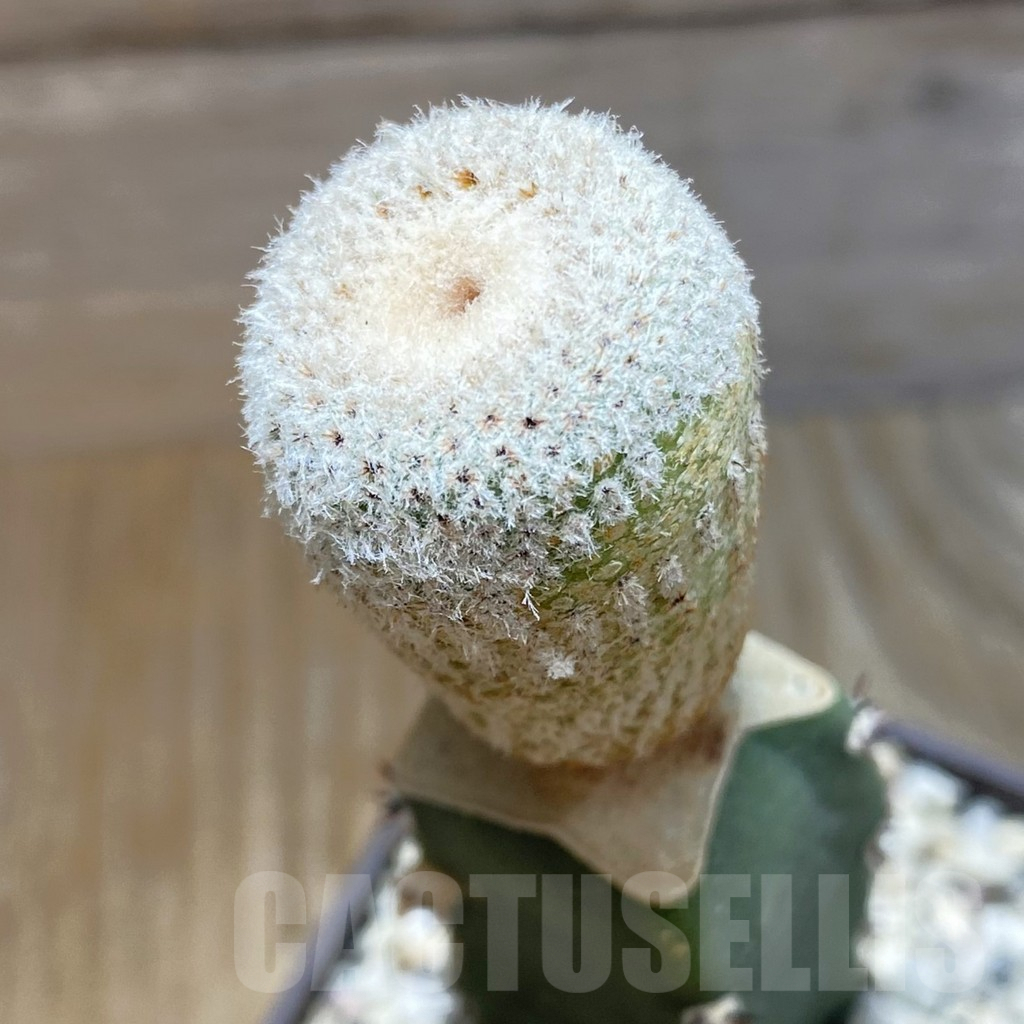 SH7916 Yavia cryptocarpa clon 2, grafted