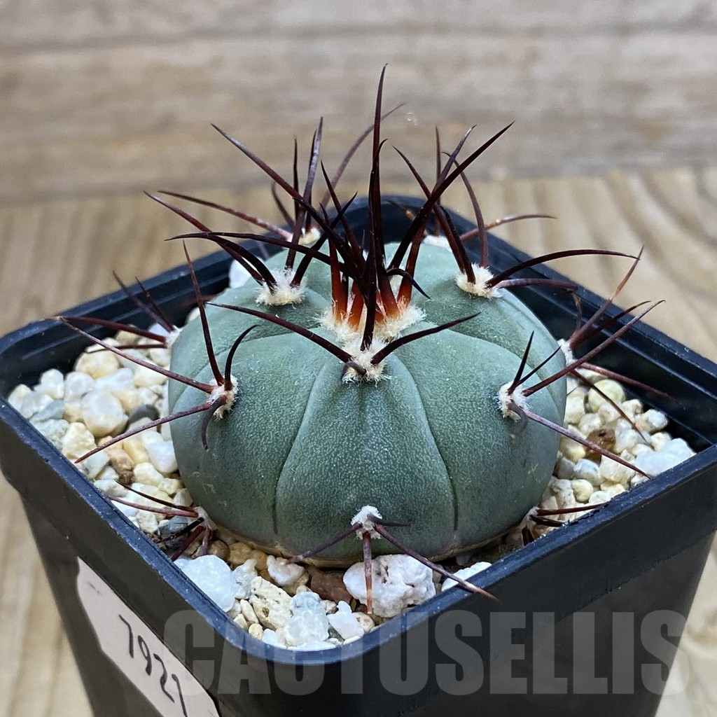 SH7921 Gymnocalycium cabreraense VOS 2122 - Image 2