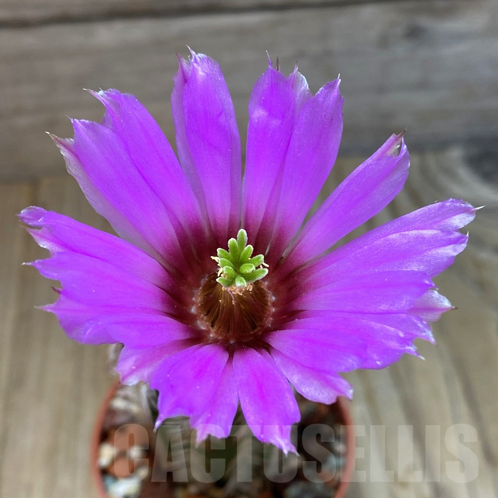 SH7879 Echinocereus purpureus