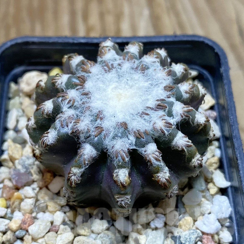 SH7922 Discocactus horstii