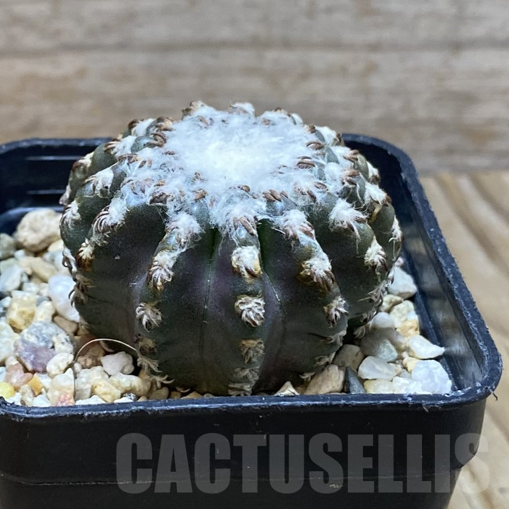 SH7922 Discocactus horstii - Image 2