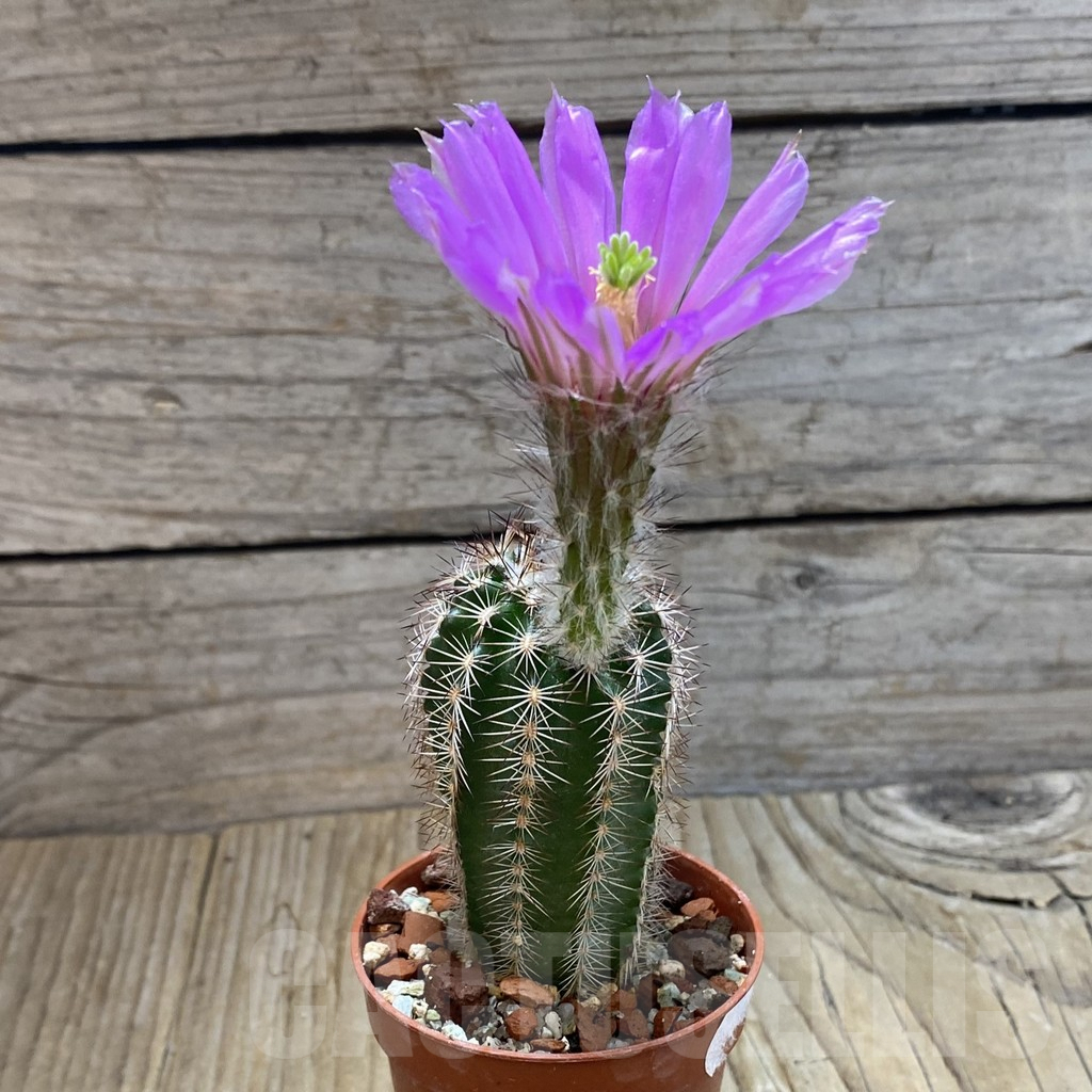 SH7879 Echinocereus purpureus - Image 2