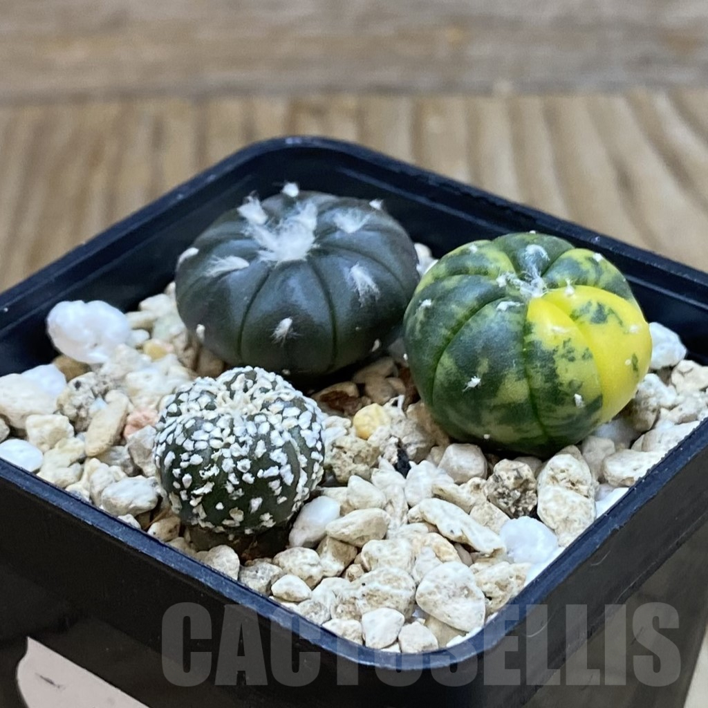SH7927 Astrophytum asterias mix 3 plants, seedling - Image 2