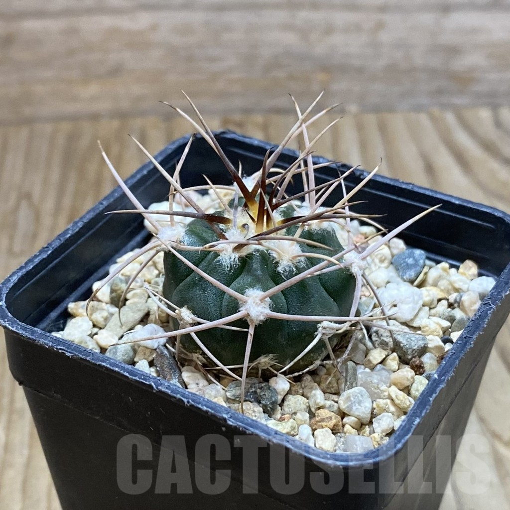 SH7928 Gymnocalycium mazanense v. polycephalum P 223 - Image 2
