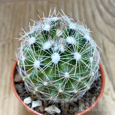 SH7880 Coryphantha vivipara SB 129