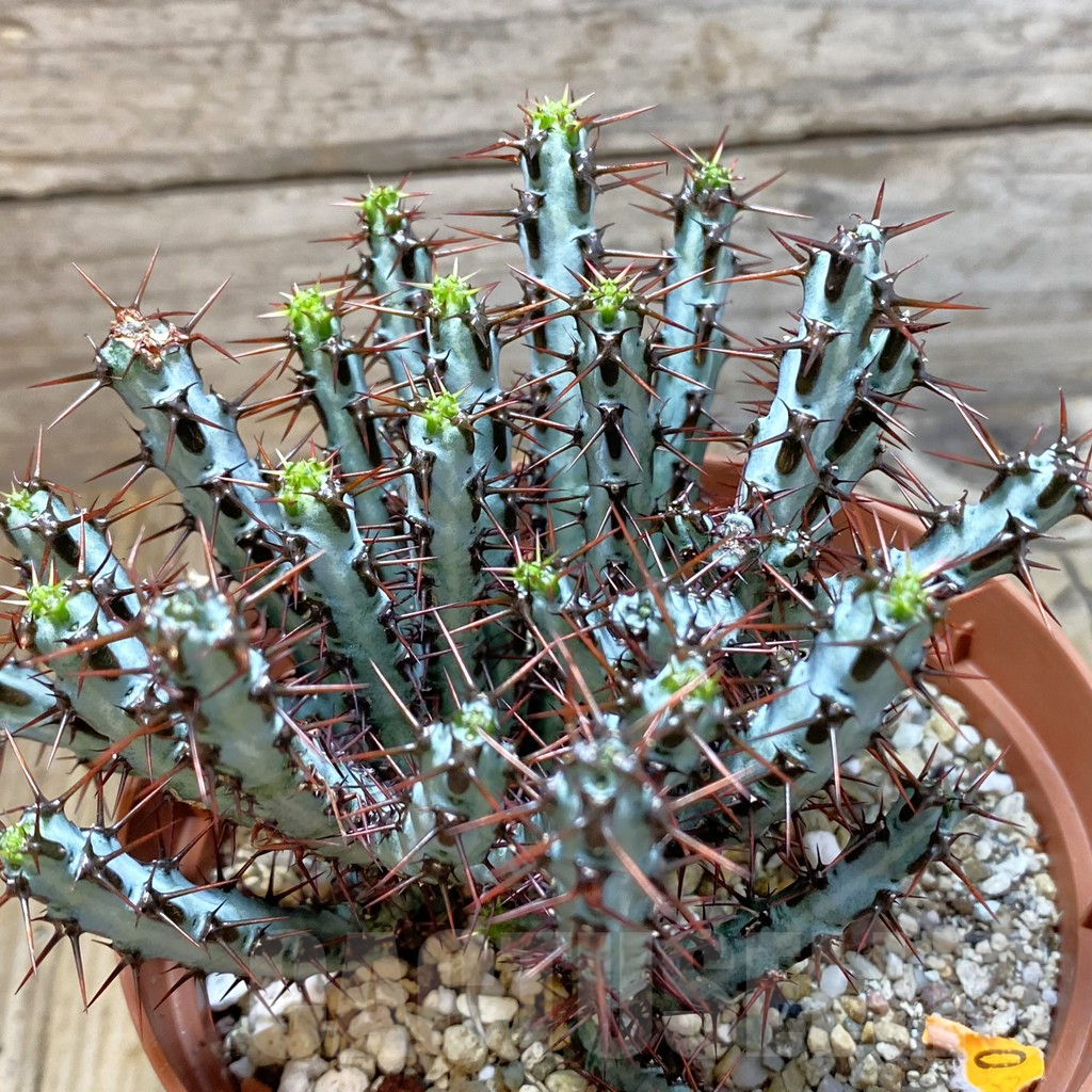 SH7933 Euphorbia aeruginosa