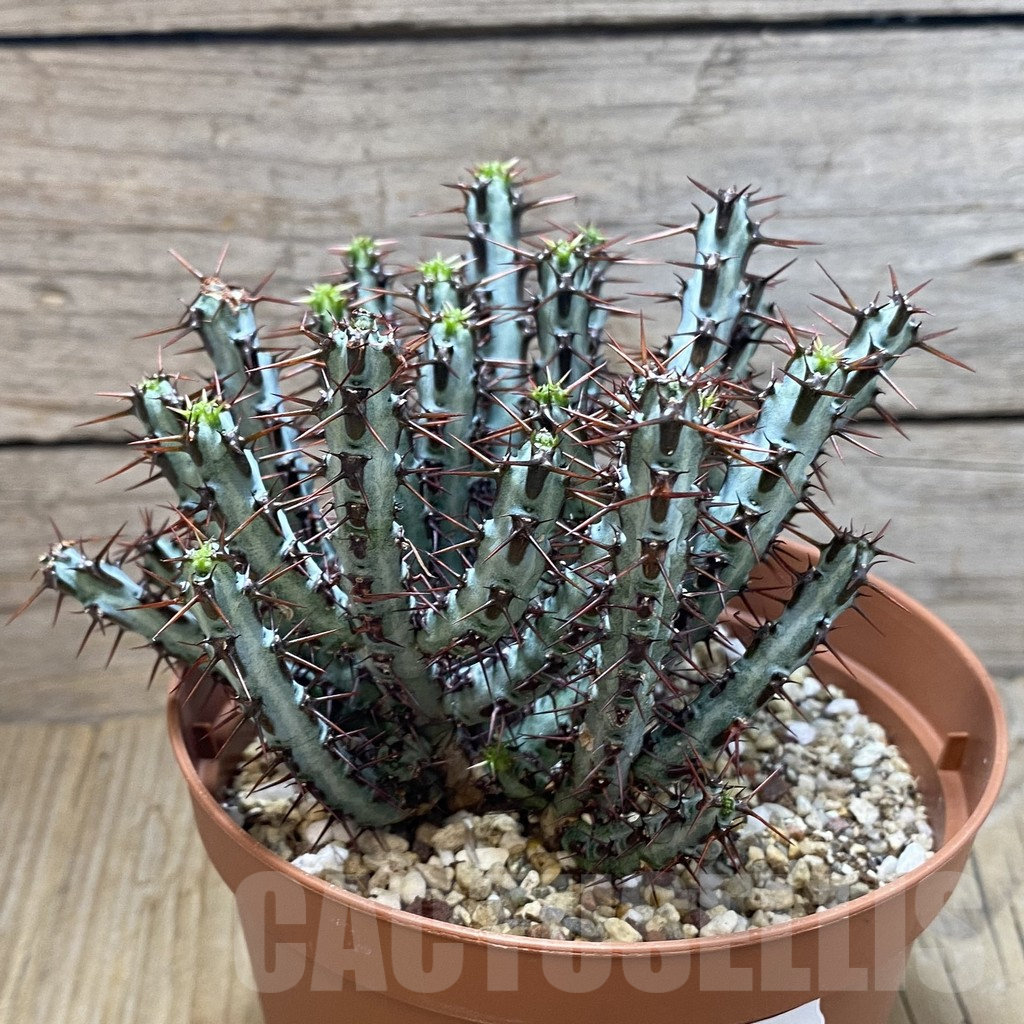 SH7933 Euphorbia aeruginosa - Image 2