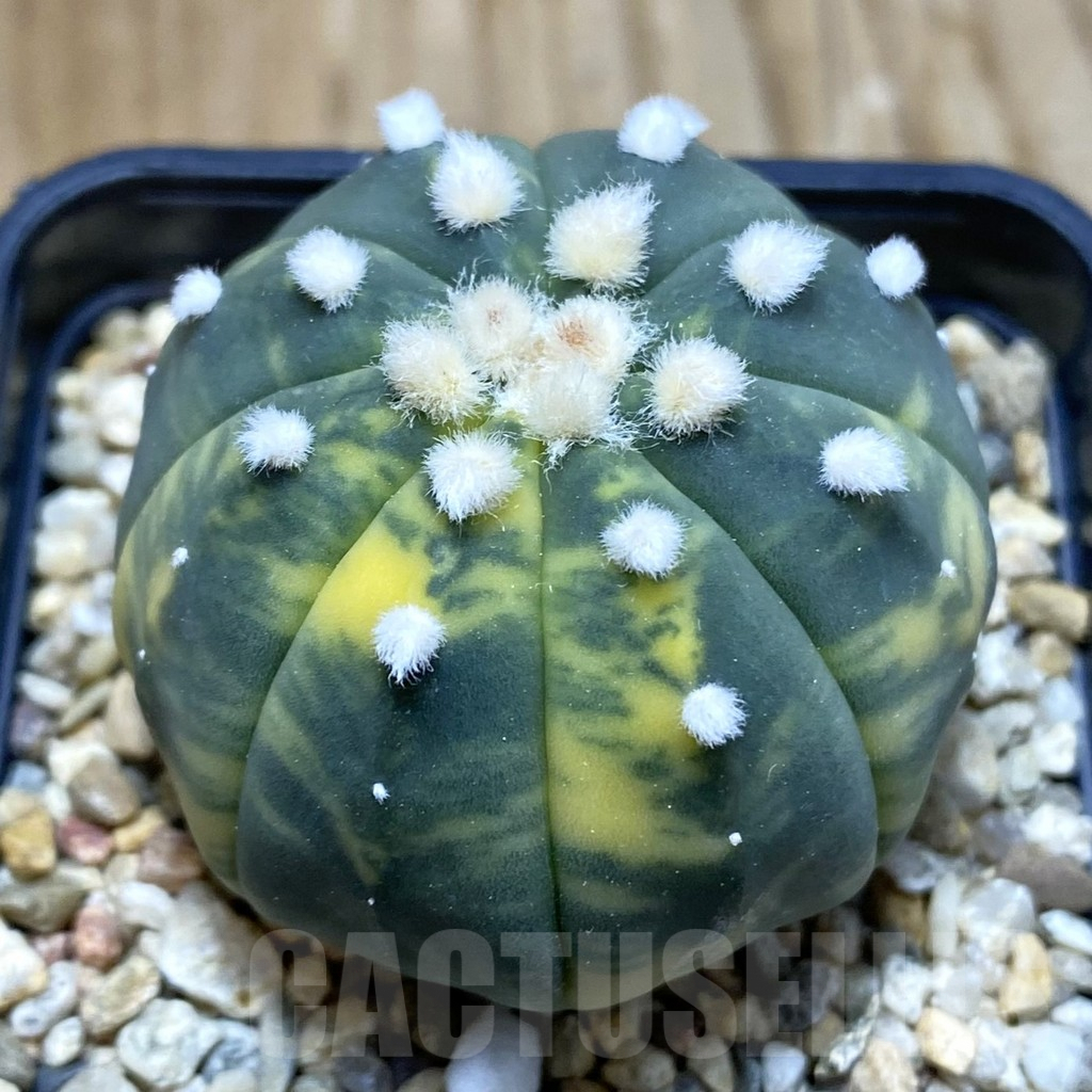 SH7888 Astrophytum asterias f. variegata
