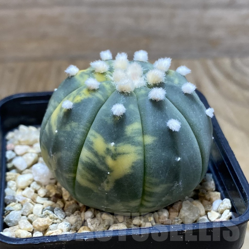 SH7888 Astrophytum asterias f. variegata - Image 2