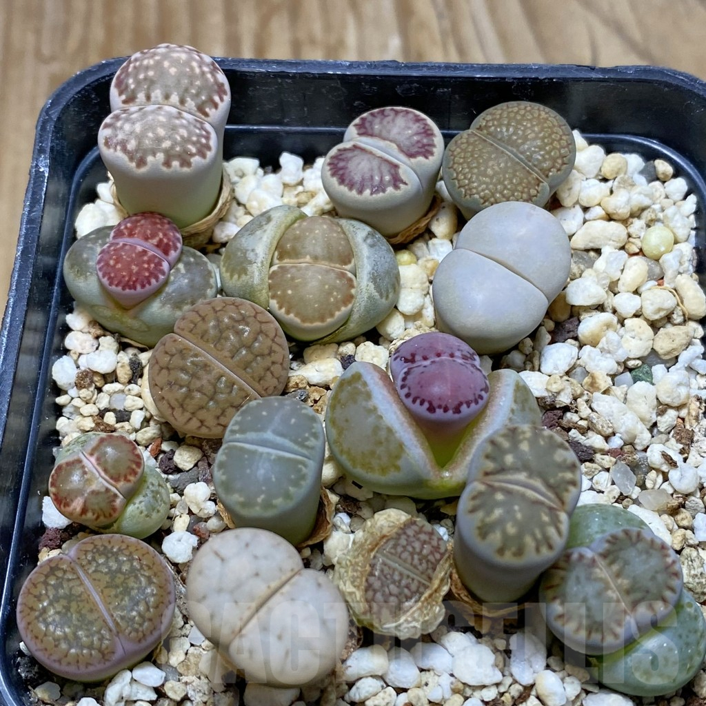 SH7889 Lithops mix