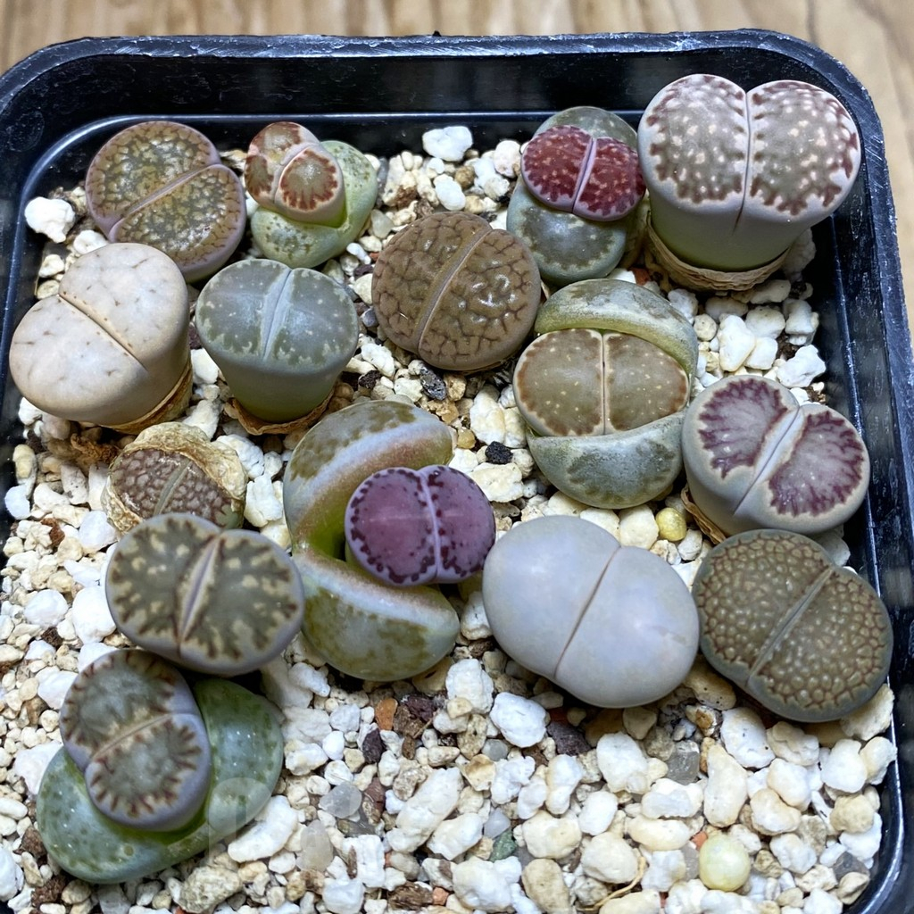 SH7889 Lithops mix - Image 2