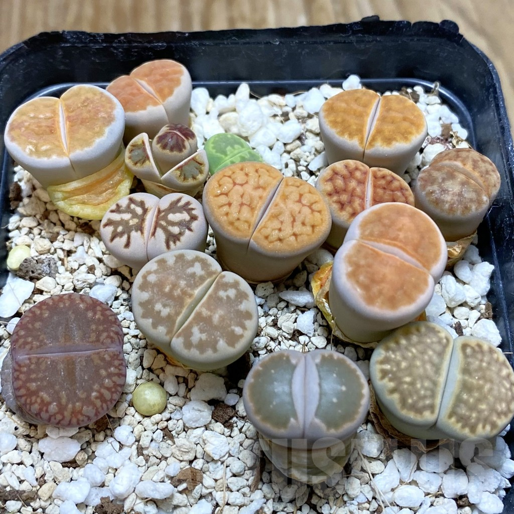 SH7890 Lithops mix