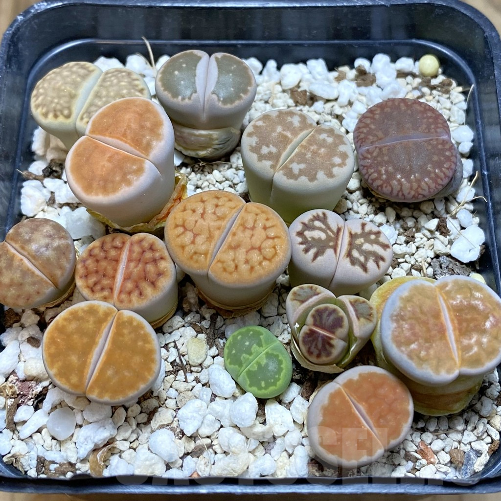SH7890 Lithops mix - Image 2