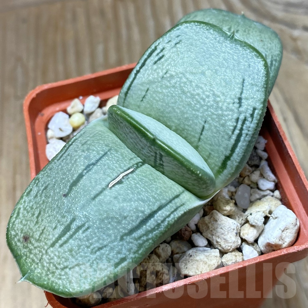 SH7893 Gasteria hybrid -Japan-