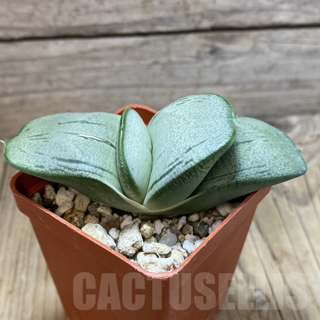 SH7893 Gasteria hybrid -Japan- - Image 2