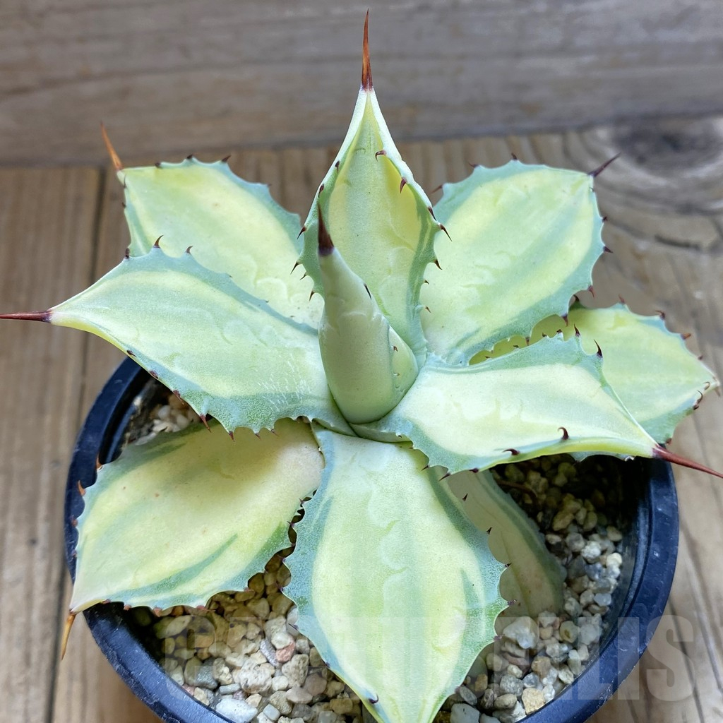 SH7894 Agave potatorum f. variegata