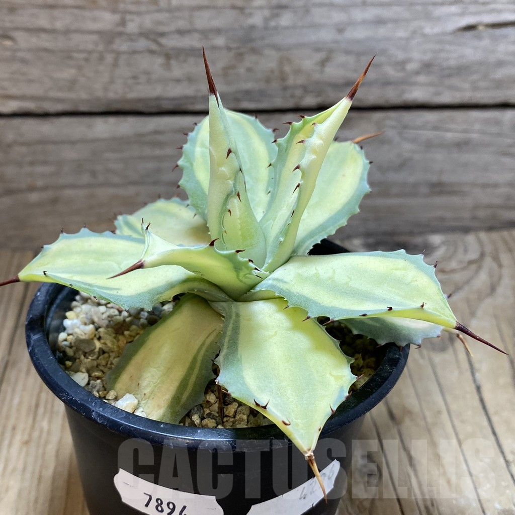 SH7894 Agave potatorum f. variegata - Image 2